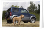 2009 Suzuki Jimny SZ4 with pet dog by Unknown