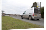 Group of donkeys crossing road and holding up traffic in New Forest 2011 by Unknown