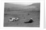 Riley 16 competing in the London Motor Club Coventry Cup Trial, Knatts Hill, Kent, 1938 by Bill Brunell