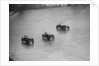 Two Austin 7s and an unidentified car racing at a BARC meeting, Brooklands, Surrey, 1931 by Bill Brunell