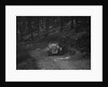 Wolseley Hornet of ARC Rigby taking part in a motoring trial, c1930s by Bill Brunell