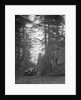 Lea-Francis Hyper 2-seater competing in the JCC Half-Day Trial, Hurtwood Hill, Surrey, 1930 by Bill Brunell