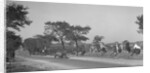 Bugatti Type 37 near St Martin, Boulogne Motor Week, France, 1928 by Bill Brunell