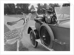 Woman in a BSA car feeding a deer in Richmond Park, Surrey, c1920s by Bill Brunell