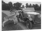Woman in a BSA car feeding a deer in Richmond Park, Surrey, c1920s by Bill Brunell