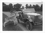 Woman in a BSA car feeding a deer in Richmond Park, Surrey, c1920s by Bill Brunell