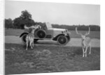 Woman in a BSA car feeding a deer in Richmond Park, Surrey, c1920s by Bill Brunell
