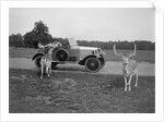 Woman in a BSA car feeding a deer in Richmond Park, Surrey, c1920s by Bill Brunell