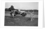 Woman in a BSA car feeding a deer in Richmond Park, Surrey, c1920s by Bill Brunell