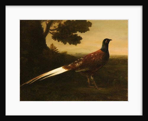 A Piebald Pheasant by George Haddo