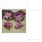 Studies of red Water-lily, c1899-1912 by Edward Atkinson Hornel