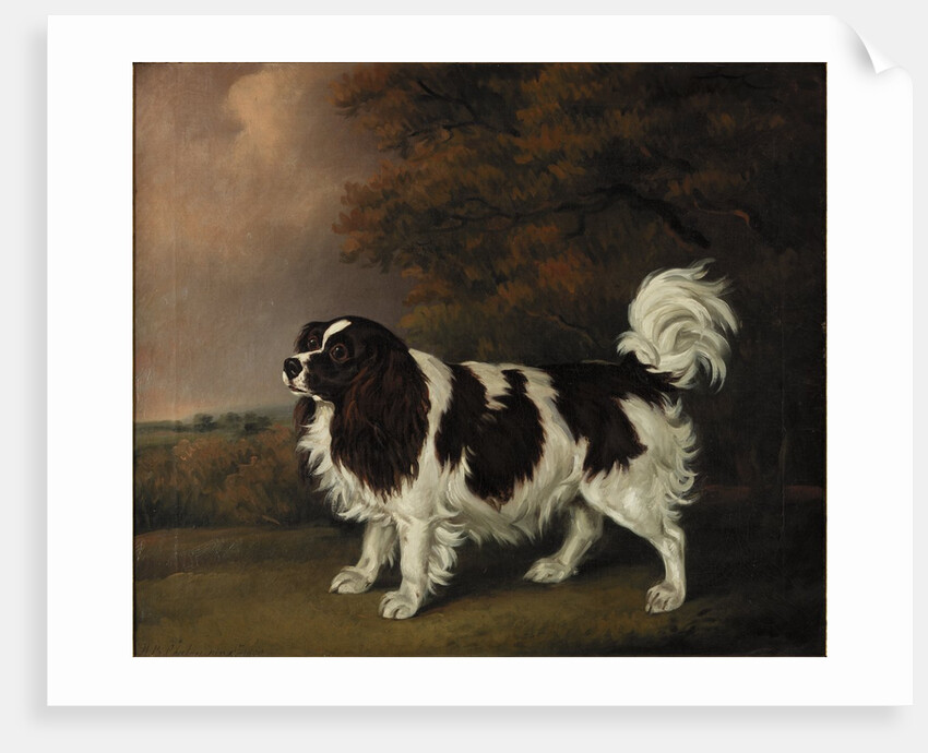 Study of a King Charles Spaniel by Henry Bernard Chalon