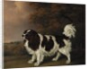 Study of a King Charles Spaniel by Henry Bernard Chalon