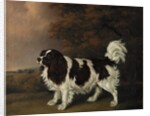 Study of a King Charles Spaniel by Henry Bernard Chalon