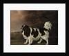 Study of a King Charles Spaniel by Henry Bernard Chalon
