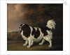 Study of a King Charles Spaniel by Henry Bernard Chalon
