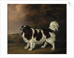 Study of a King Charles Spaniel by Henry Bernard Chalon