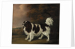 Study of a King Charles Spaniel by Henry Bernard Chalon