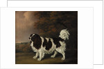 Study of a King Charles Spaniel by Henry Bernard Chalon