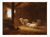 Sheep in Byre by Eugéne Joseph Verboeckhoven