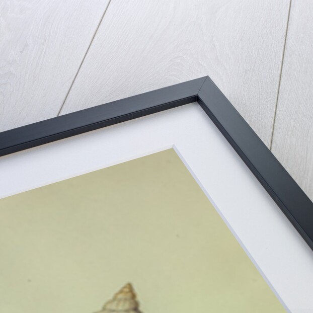 Sea Shell by George Gibsone