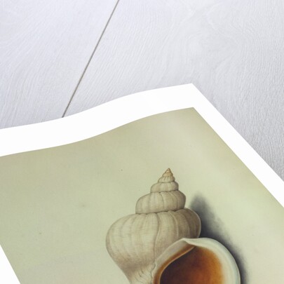 Sea Shell by George Gibsone