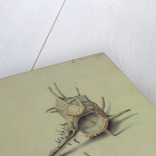 Sea Shell by George Gibsone