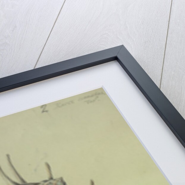 Sea Shell by George Gibsone