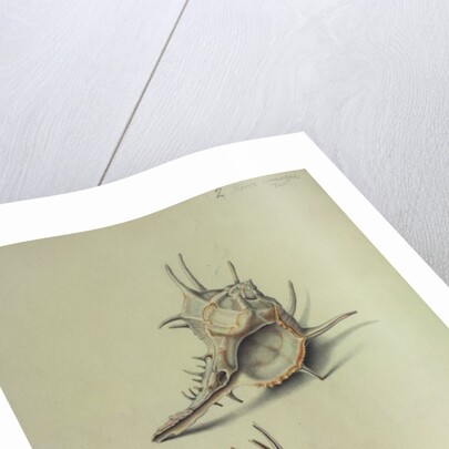 Sea Shell by George Gibsone