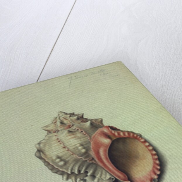 Sea Shell by George Gibsone