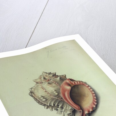 Sea Shell by George Gibsone