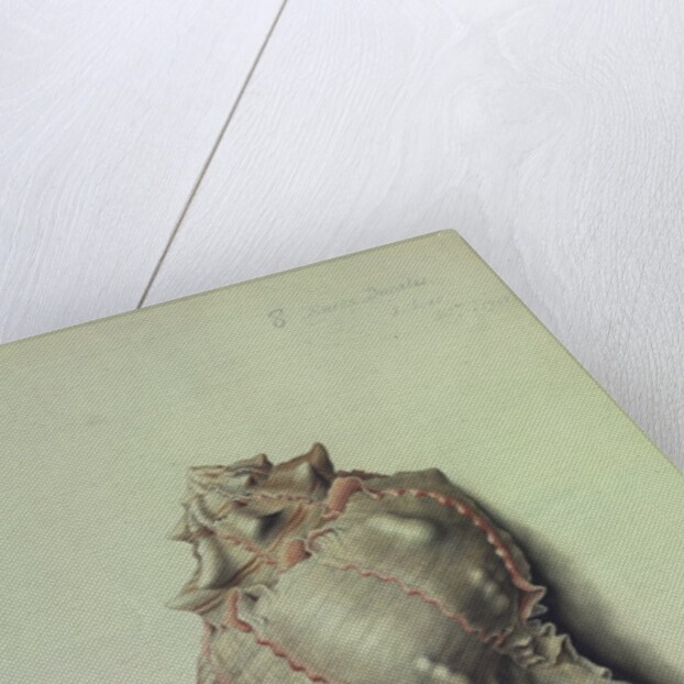 Sea Shell by George Gibsone