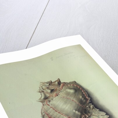 Sea Shell by George Gibsone