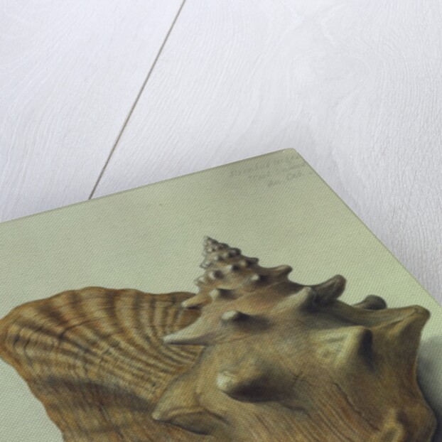 Sea Shell by George Gibsone