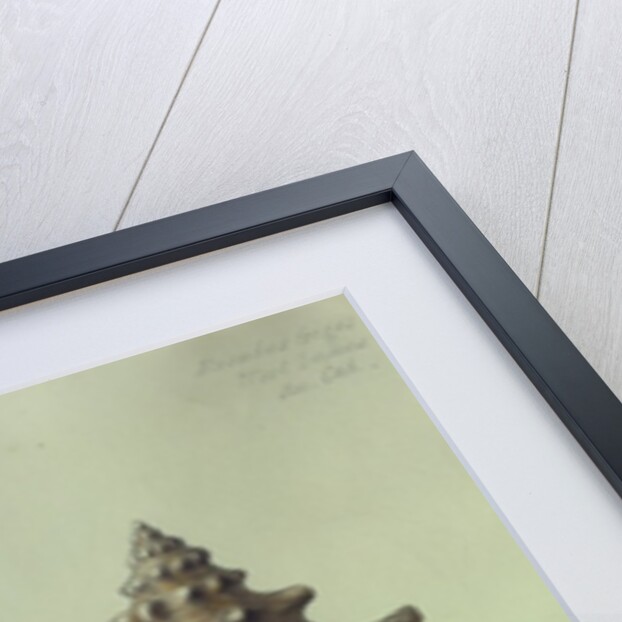 Sea Shell by George Gibsone