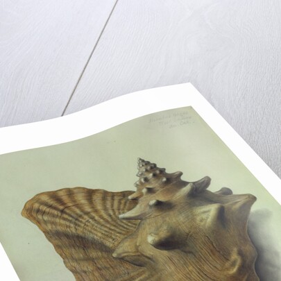 Sea Shell by George Gibsone