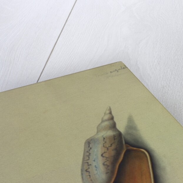 Sea Shell by George Gibsone