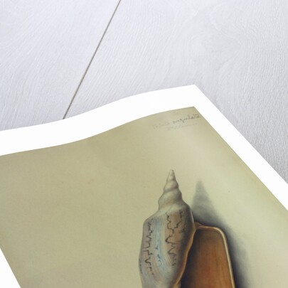 Sea Shell by George Gibsone