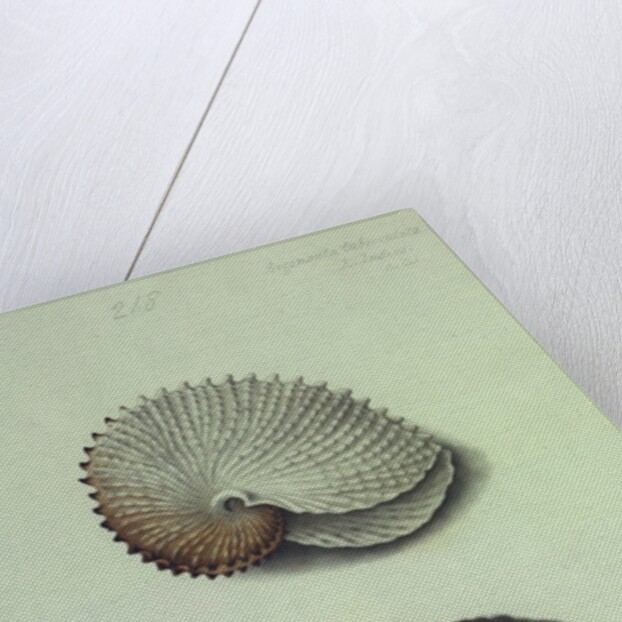 Sea Shell by George Gibsone