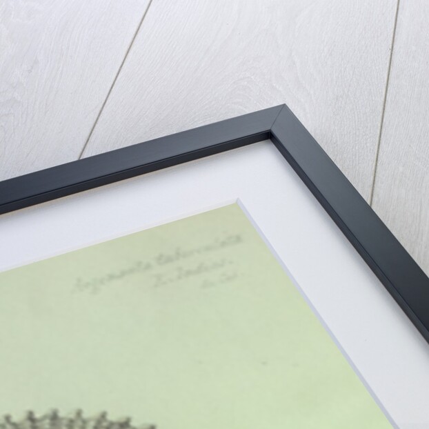 Sea Shell by George Gibsone