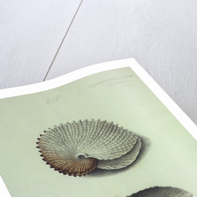 Sea Shell by George Gibsone