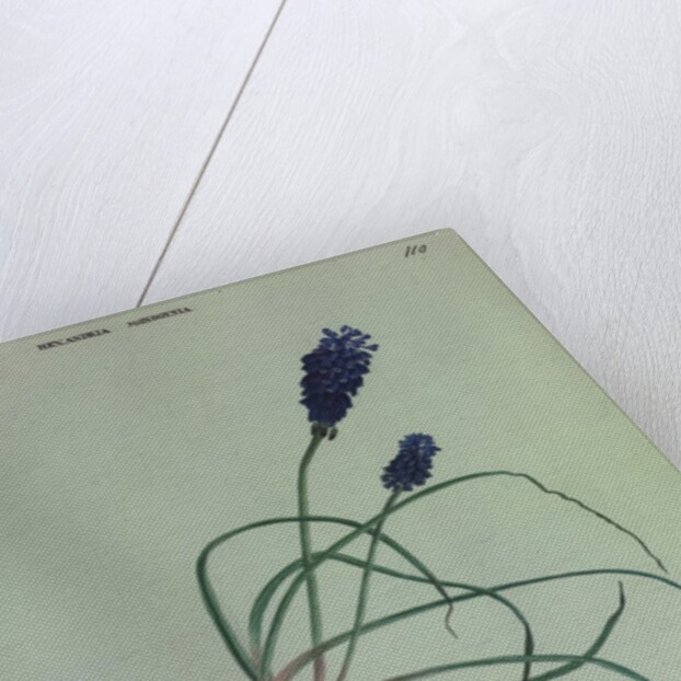 Grape Hyacinth by Collinson