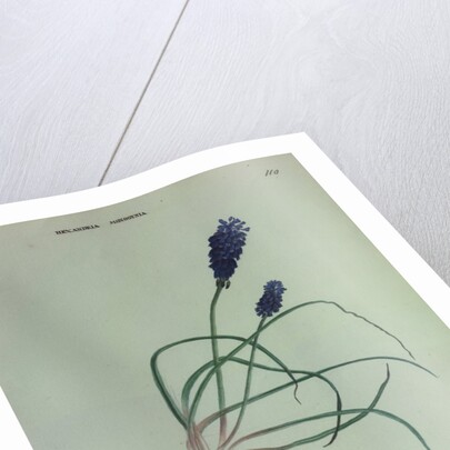 Grape Hyacinth by Collinson
