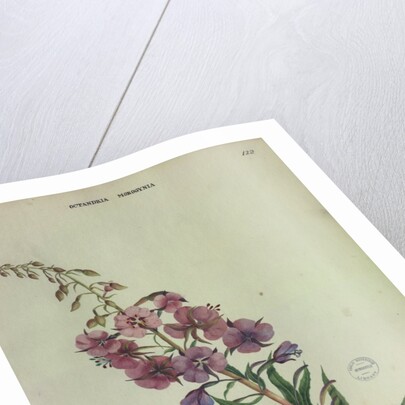 Rose Bay Willow Herb by Collinson