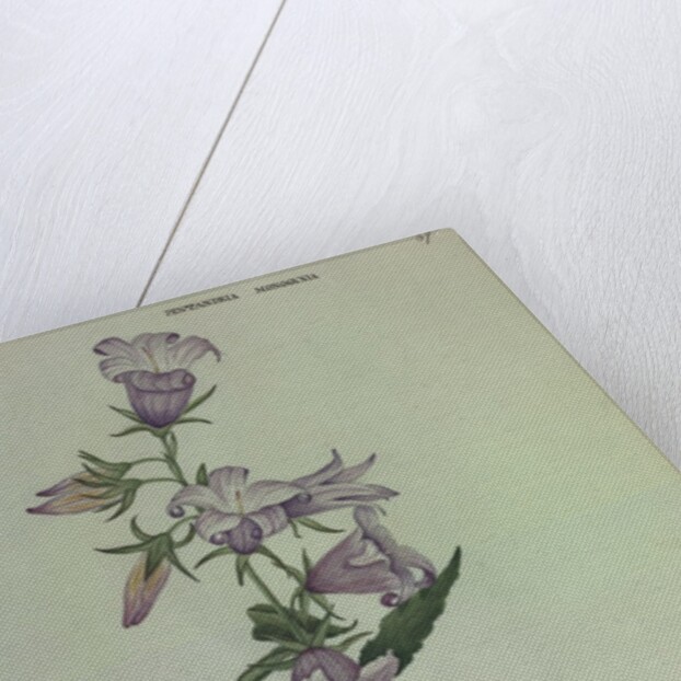 Giant Bellflower by Collinson