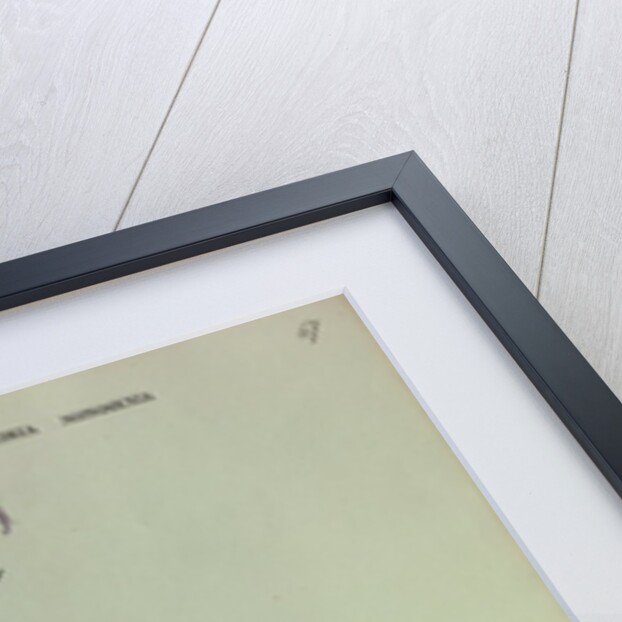 Giant Bellflower by Collinson