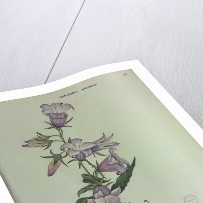 Giant Bellflower by Collinson