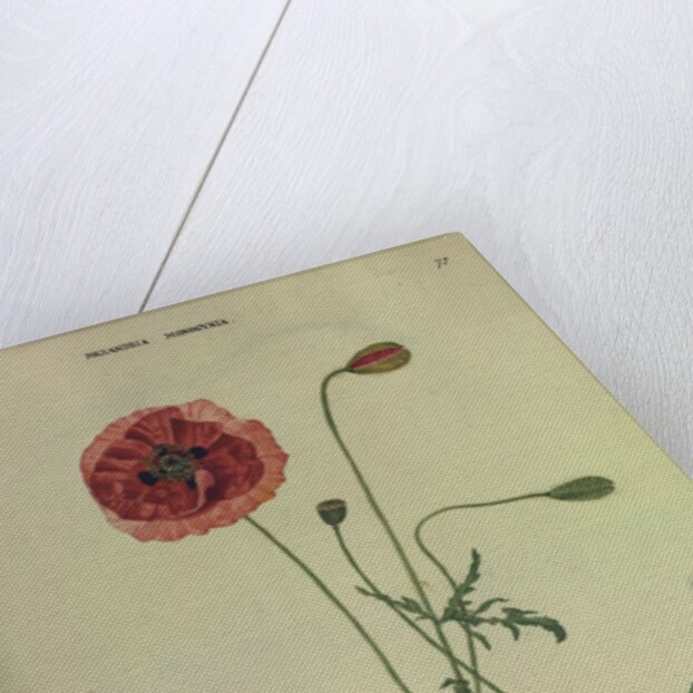 Common Red Poppy by Collinson