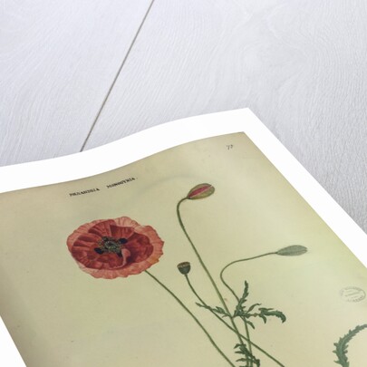 Common Red Poppy by Collinson