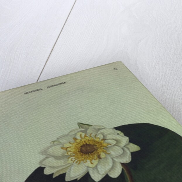 White Water Lily by Collinson